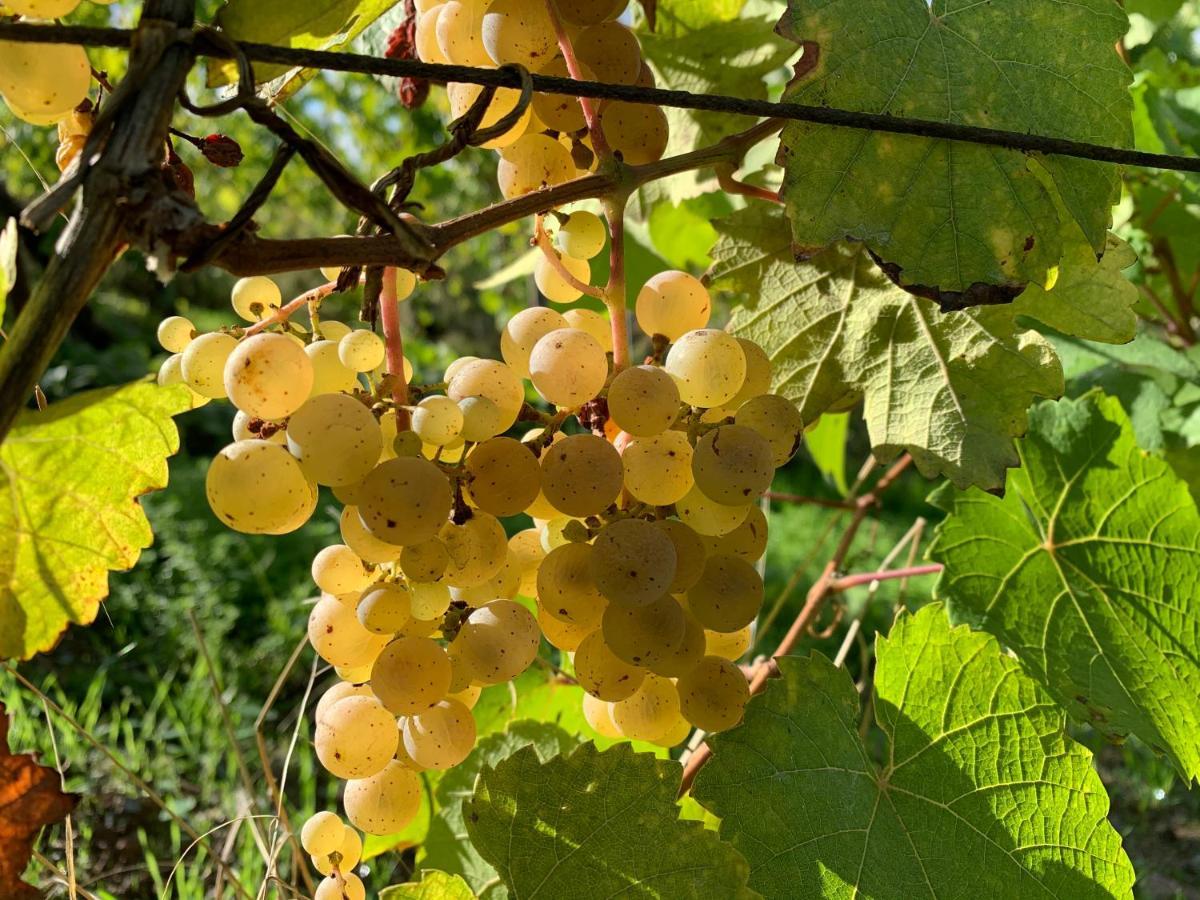 Zur Alten Rebe Ferienhaus Und Weingut Конц Екстер'єр фото