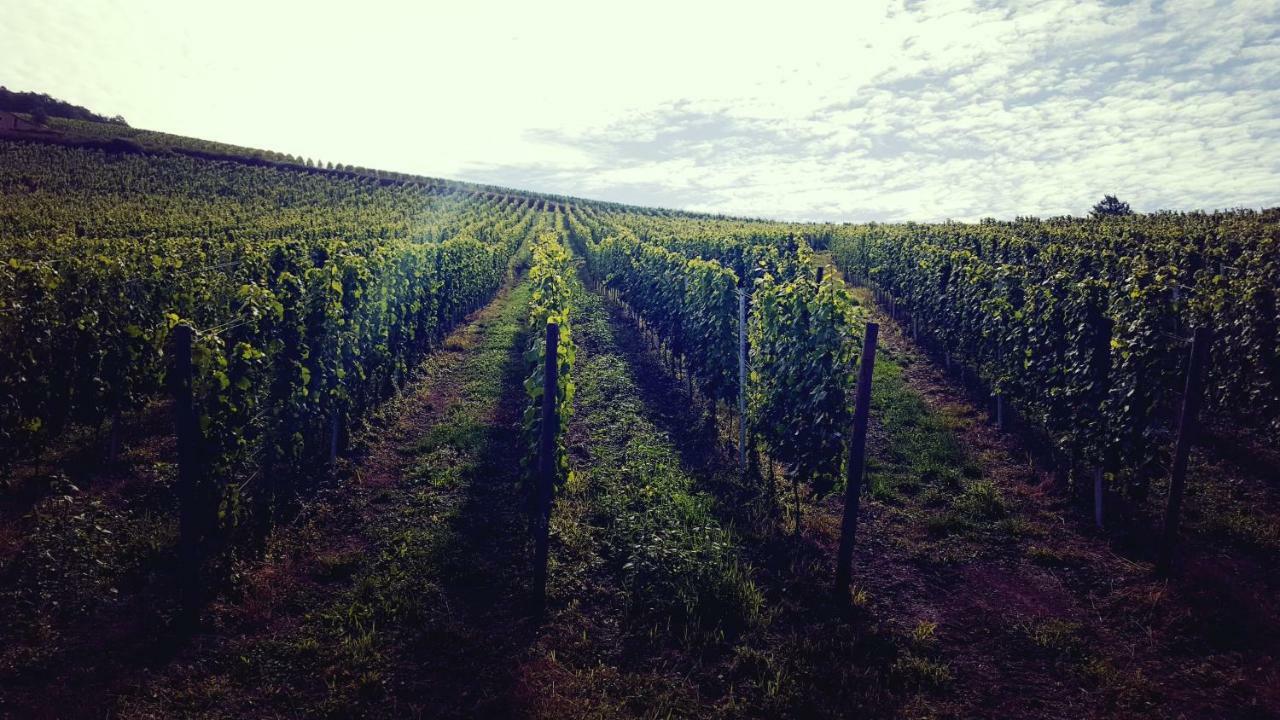 Zur Alten Rebe Ferienhaus Und Weingut Конц Екстер'єр фото